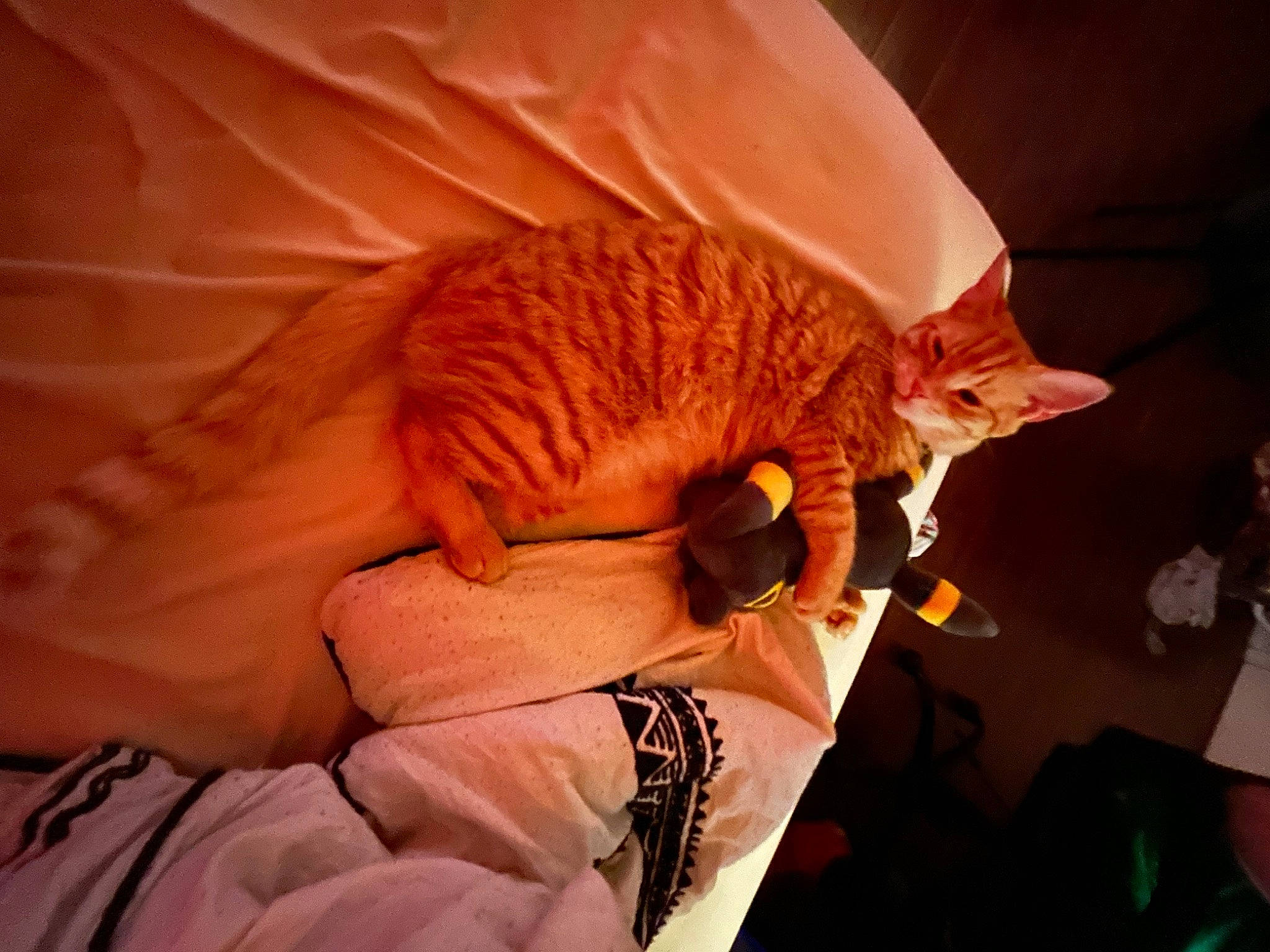 Solis joined the competition — help win amazing prizes! bed, bed_sheet, bedding, carnivore, cat, claw, comfort, domestic_short_haired_cat, fawn, felidae, fur, linens, nap, orange, paw, room, small_to_medium_sized_cats, tail, textile, whiskers