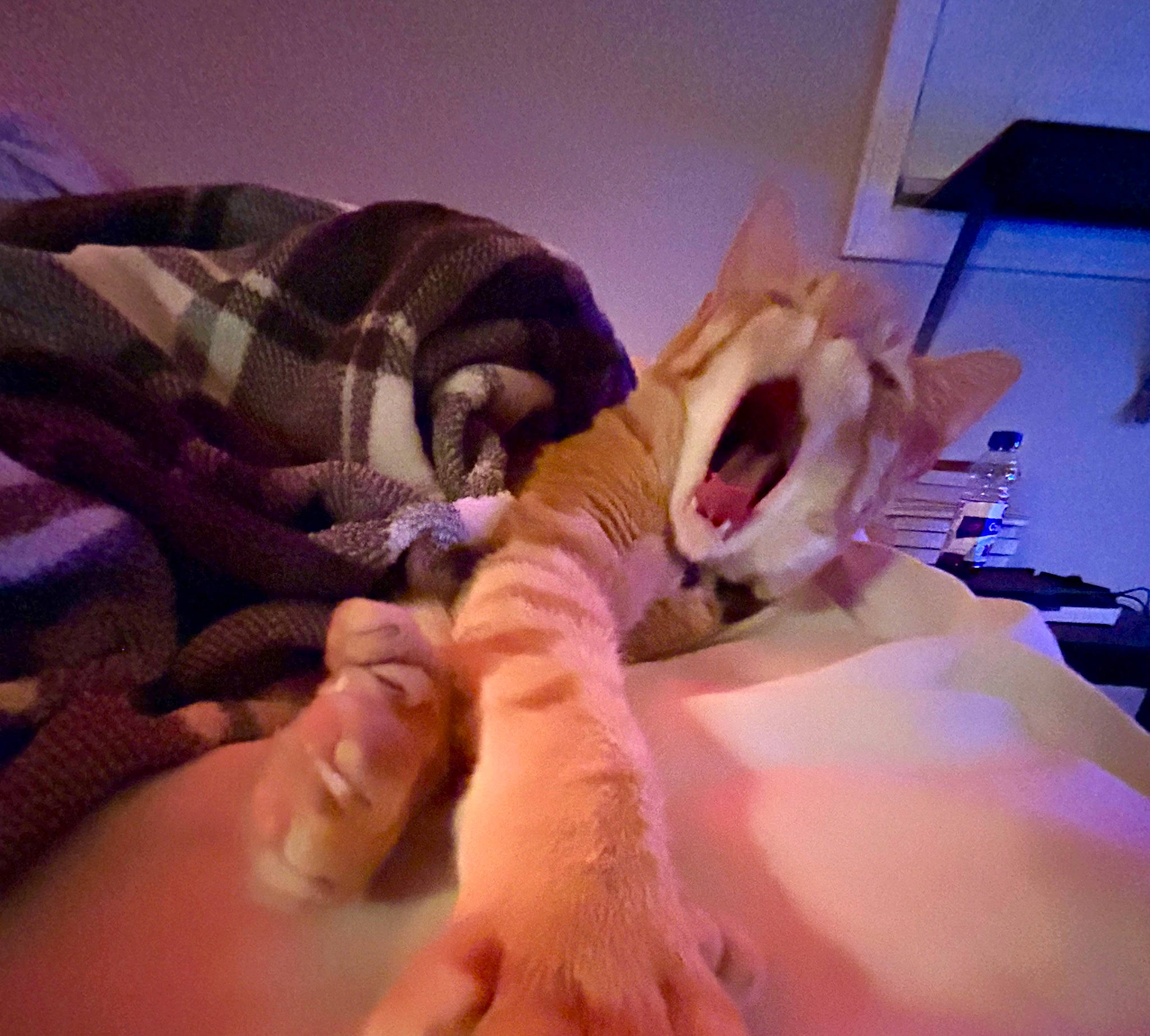 Solis is registered to the contest to win money with this photo: canidae, comfort, companion_dog, dog_breed, fawn, felidae, finger, fur, gesture, jaw, linens, purple, room, small_to_medium_sized_cats, snout, stuffed_toy, textile, whiskers, wood, wrist