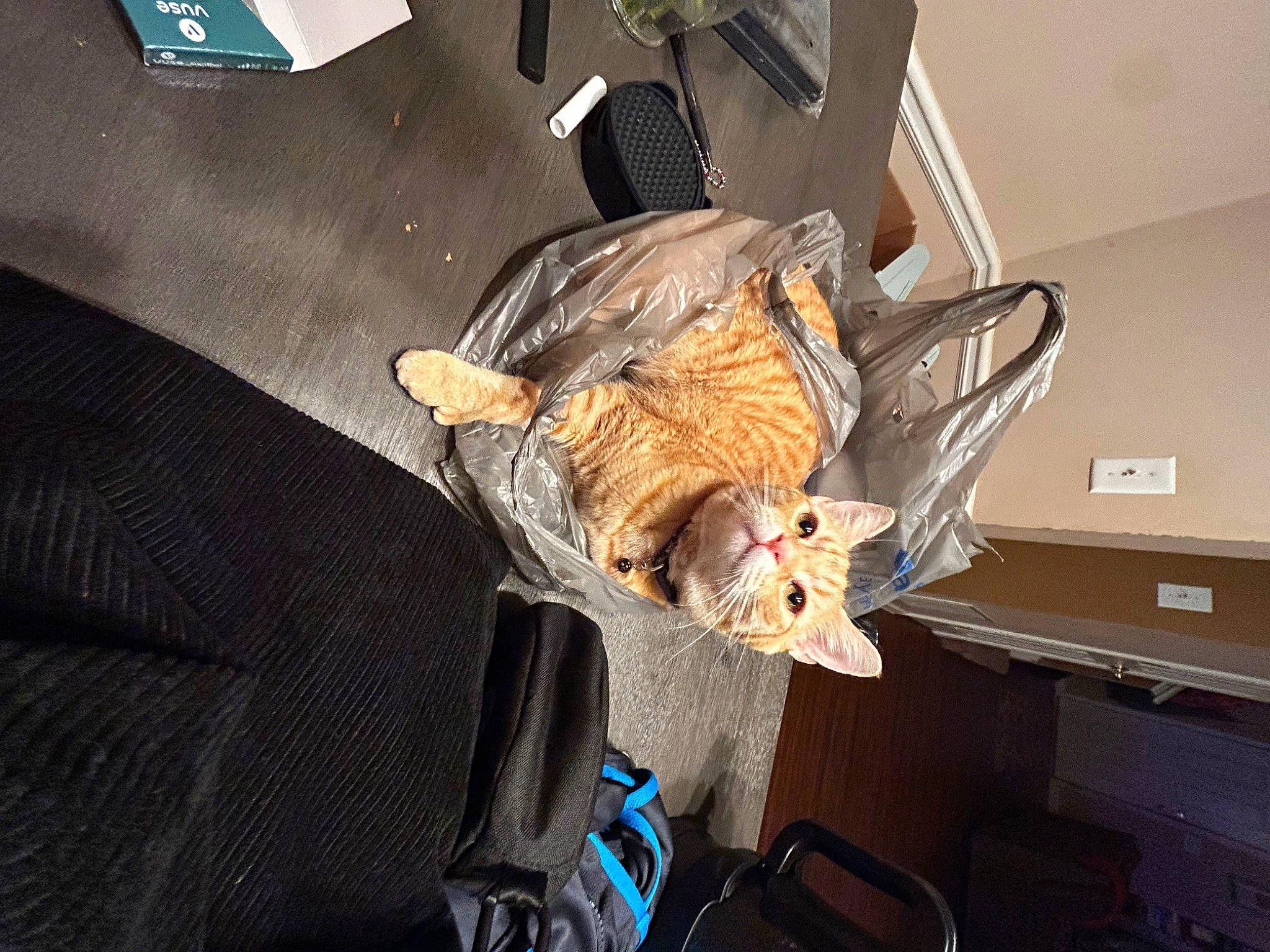 Solis joined the competition — help win amazing prizes! auto_part, bag, canidae, carnivore, cat, comfort, companion_dog, domestic_short_haired_cat, electrical_wiring, felidae, flooring, fur, hardwood, luggage_and_bags, room, small_to_medium_sized_cats, tail, whiskers, wood