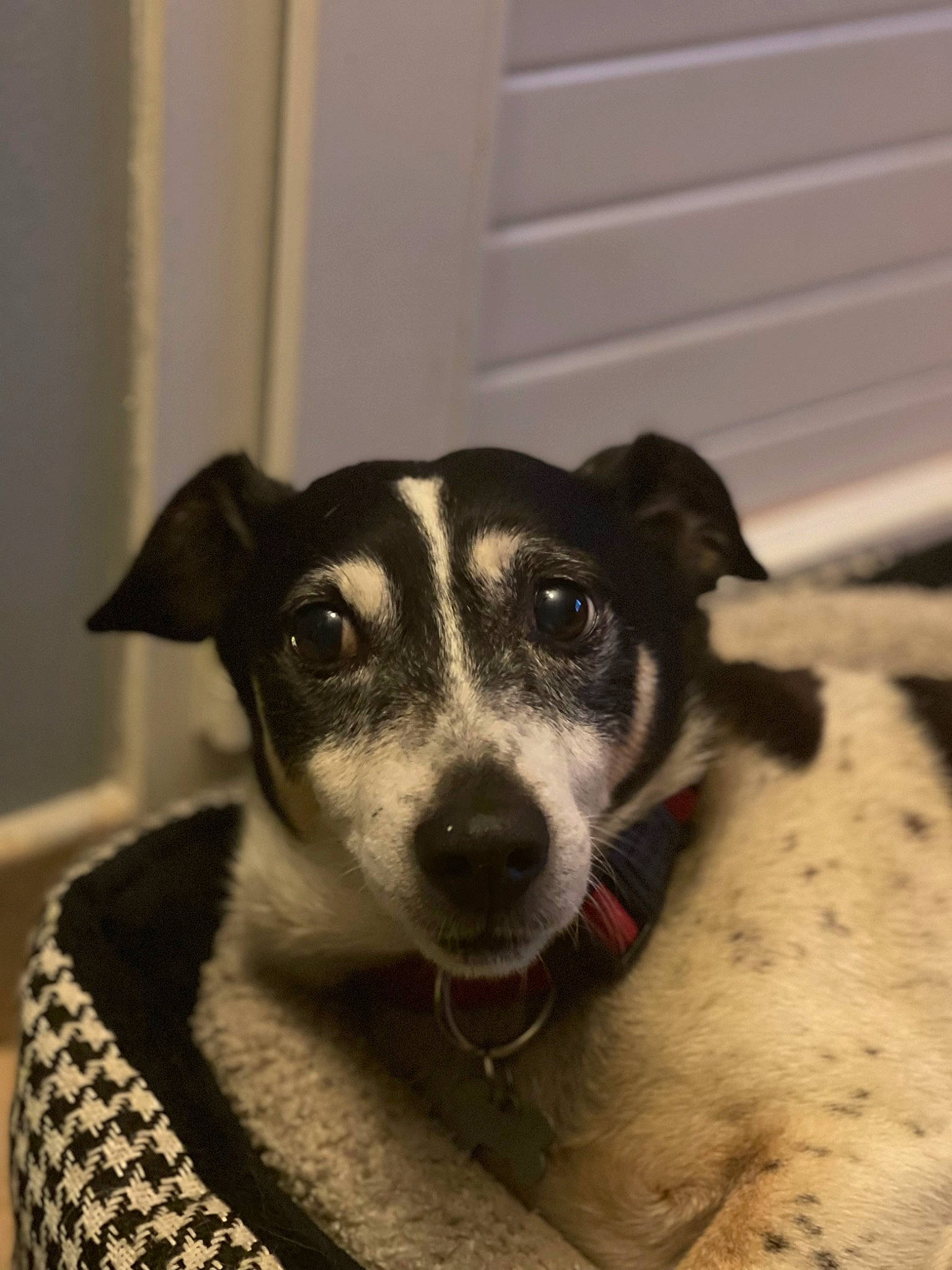 Elvin participe au concours pour gagner de l'argent avec cette photo : canidae, carnivore, companion_dog, couch, dog, dog_breed, eye, fawn, fur, grey, head, monochrome, monochrome_photography, paw, snout, sporting_group, terrestrial_animal, whiskers, working_animal