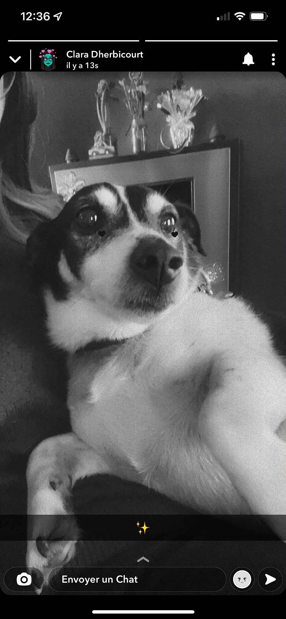 Elvin a rejoint le concours — aidez-le/la à gagner de superbes lots ! black_and_white, canidae, carnivore, companion_dog, dog, dog_breed, fur, monochrome, monochrome_photography, photography, room, serveware, sporting_group, style, whiskers, white, working_animal, working_dog