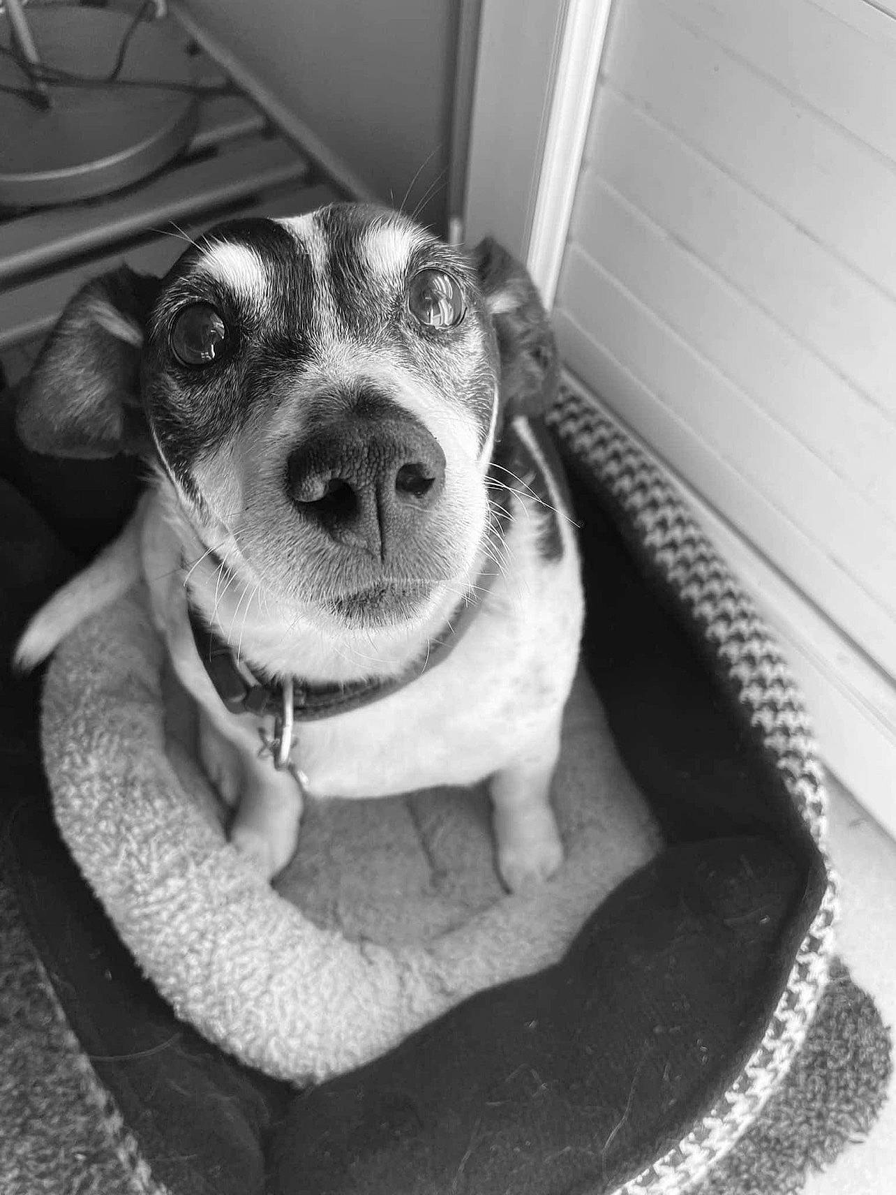 Elvin participe au concours pour gagner de l'argent avec cette photo : black_and_white, carnivore, collar, companion_dog, dog, dog_breed, dog_collar, eye, eyewear, fawn, grey, head, jaw, monochrome, monochrome_photography, snout, style, whiskers, white, working_animal