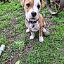 puppy, dog, grass, collar, tag, tennis_ball, rusty_wheel, outdoor, animal, pet, brown_and_white, sitting, cute, playful, nature, ground, leash, canine, young_dog, companion