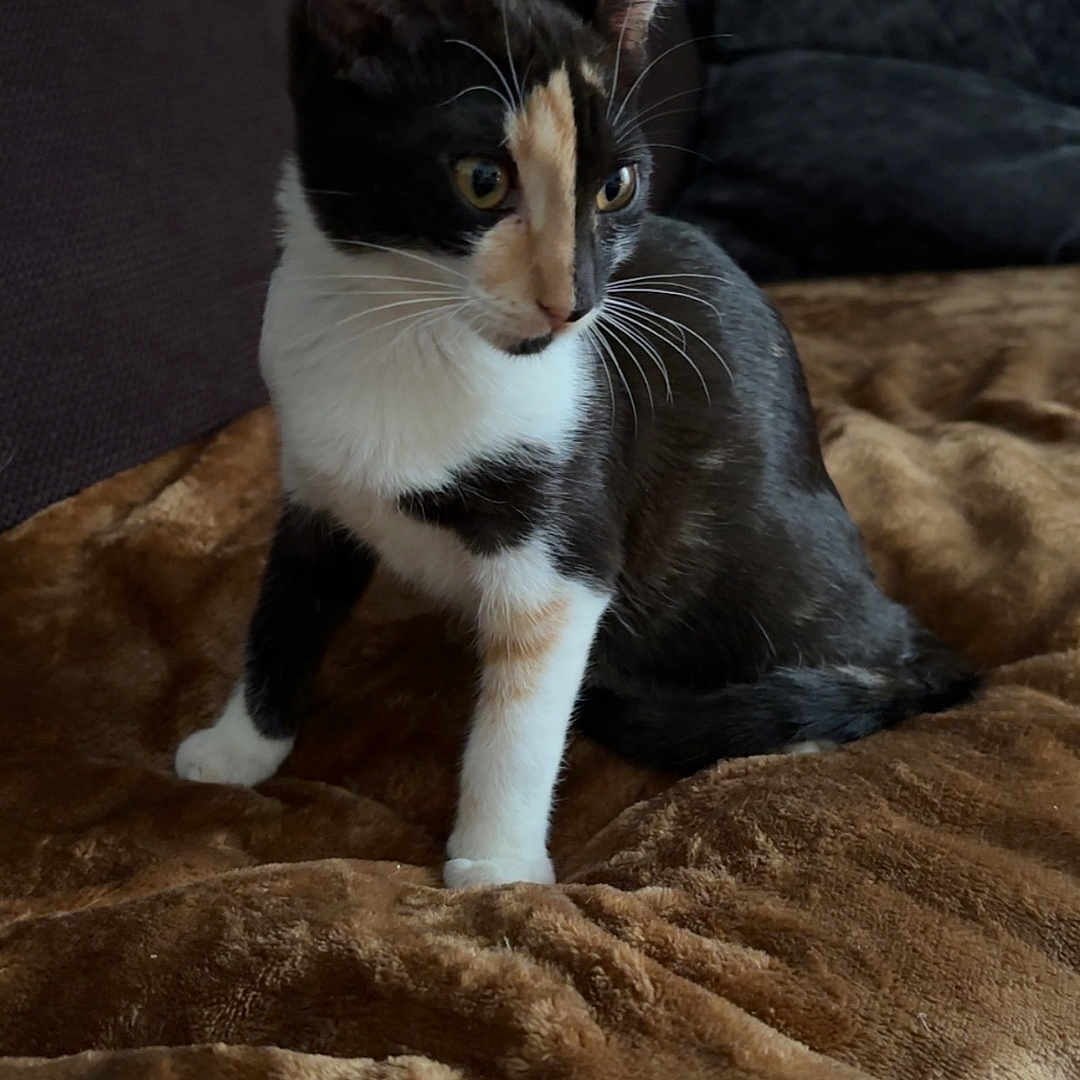 Ayna participe au concours pour gagner de l'argent avec cette photo : abyssinian, animal, bed, bedroom, blanket, cat, couch, cushion, furniture, hardwood, homedecor, indoors, kitten, linen, manx, pet, quilt, room, siamese, wood
