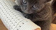 Ninetta participe au concours pour gagner de l'argent avec cette photo : kitten, gray_cat, cat, pet, animal, arm, person, white_sweater, crocheted_sweater, indoor, wooden_table, greenery, warm_light, cozy, cute, fur, small, young_cat, resting, holding