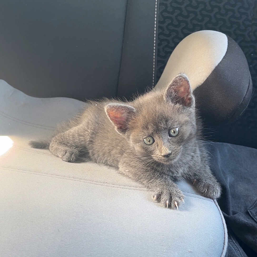 Ninetta a rejoint le concours — aidez-le/la à gagner de superbes lots ! kitten, gray_cat, car_seat, pet, animal, feline, cute, small, young, relaxed, sunlight, indoor, domestic_animal, fur, whiskers, ears, paws, resting, looking, vehicle_interior