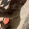 Ninetta a rejoint le concours — aidez-le/la à gagner de superbes lots ! kitten, gray_cat, pet, animal, cute, feline, lying_down, bed, blanket, indoor, young, whiskers, ears, tail, fur, playful, curious, domestic_cat, resting, soft