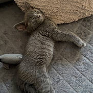 Ninetta participe au concours pour gagner de l'argent avec cette photo : kitten, gray_cat, pet, feline, sleepy, lying_down, soft_texture, blanket, pillow, indoor, cute, animal, fur, relaxed, resting, small, young_cat, cozy, domestic_cat, whiskers