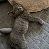 kitten, gray_cat, pet, feline, sleepy, lying_down, soft_texture, blanket, pillow, indoor, cute, animal, fur, relaxed, resting, small, young_cat, cozy, domestic_cat, whiskers