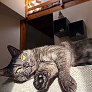 Narko a rejoint le concours — aidez-le/la à gagner de superbes lots ! cat, gray_cat, yellow_eyes, indoor, sunlight, lounging, feline, paw, texture, wooden_railings, shelves, shadow, relaxing, pet, closeup, home, fur, mammal, domestic_animal, resting