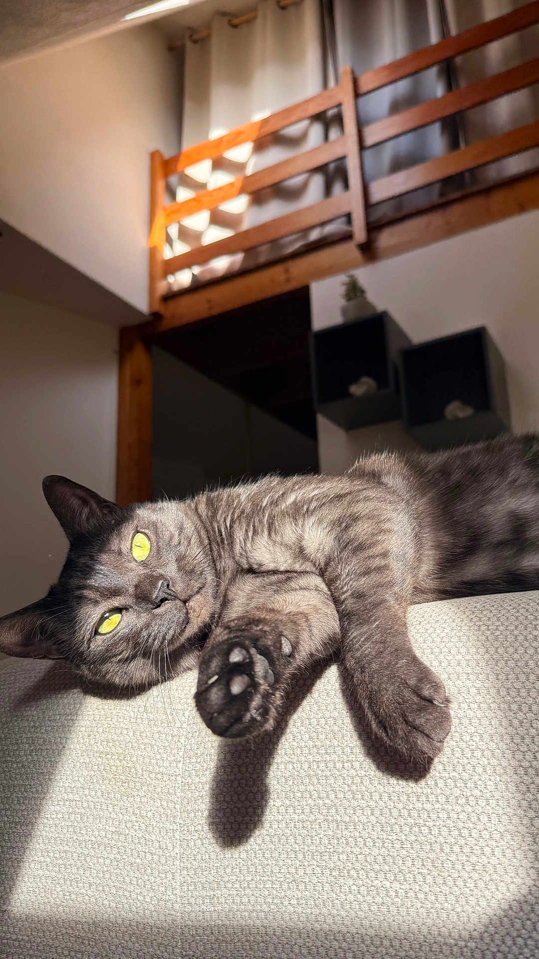 Narko a rejoint le concours — aidez-le/la à gagner de superbes lots ! cat, gray_cat, yellow_eyes, indoor, sunlight, lounging, feline, paw, texture, wooden_railings, shelves, shadow, relaxing, pet, closeup, home, fur, mammal, domestic_animal, resting