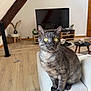Narko a rejoint le concours — aidez-le/la à gagner de superbes lots ! cat, gray_tabby, yellow_eyes, couch, living_room, wooden_floor, television, plant, table, decor, cozy, furniture, pet, indoor, curious, sitting, whiskers, ears, home, modern