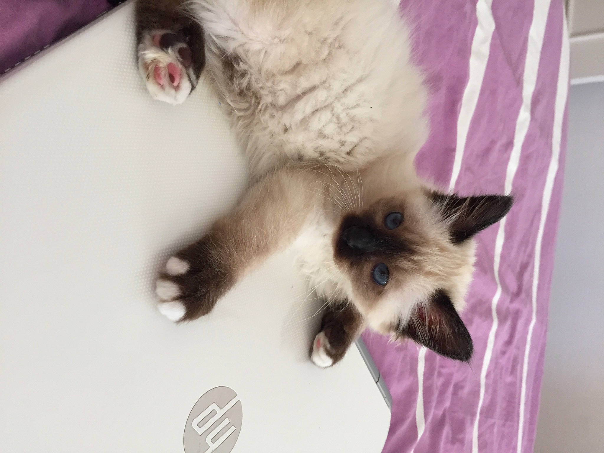 Mango a rejoint le concours — aidez-le/la à gagner de superbes lots ! balinese, birman, carnivore, cat, claw, domestic_short_haired_cat, fang, fawn, felidae, fur, paw, photo_caption, plant, siamese, small_to_medium_sized_cats, snout, tail, thai, whiskers, window