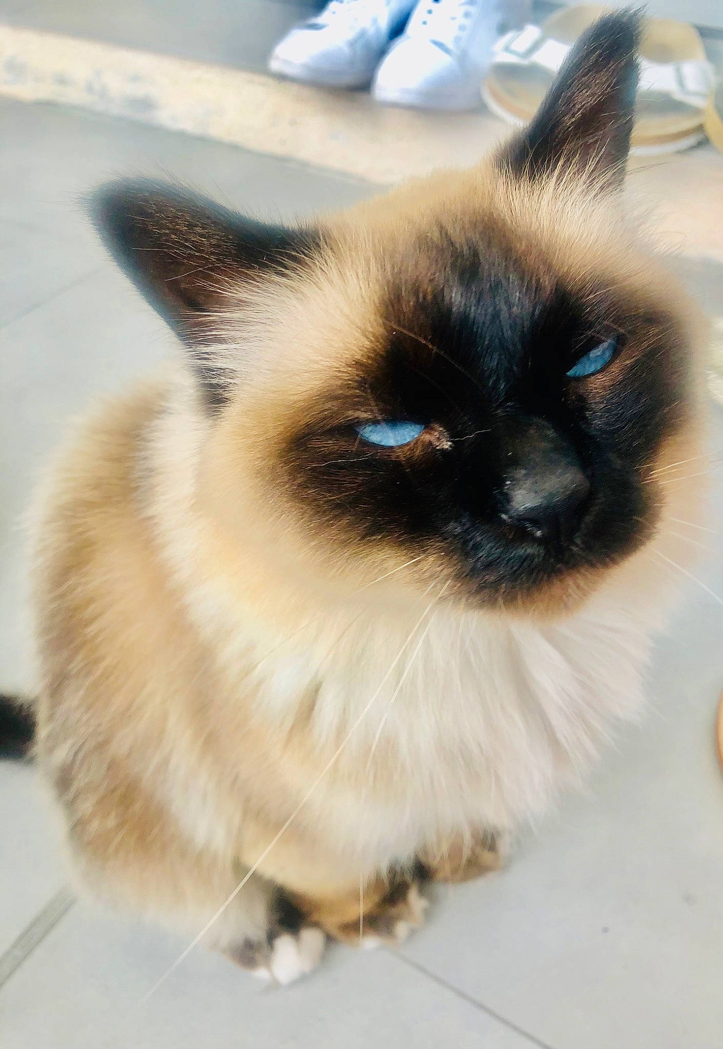 Mango a rejoint le concours — aidez-le/la à gagner de superbes lots ! birman, carnivore, cat, electric_blue, fawn, felidae, fur, head, iris, siamese, small_to_medium_sized_cats, snout, whiskers