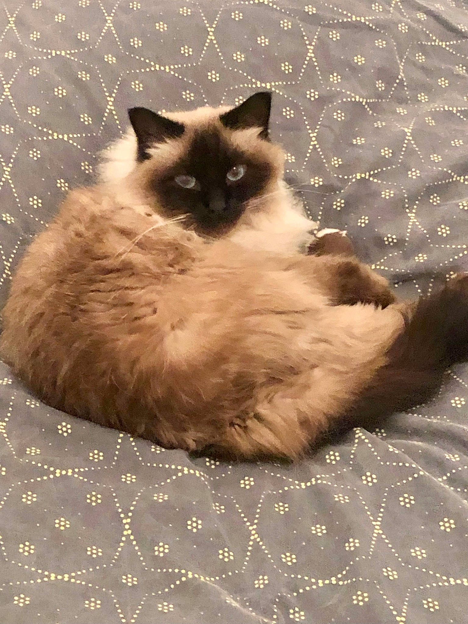 Mango participe au concours pour gagner de l'argent avec cette photo : balinese, birman, brown, carnivore, cat, comfort, fawn, felidae, flooring, foot, fur, siamese, small_to_medium_sized_cats, snout, tail, terrestrial_animal, whiskers