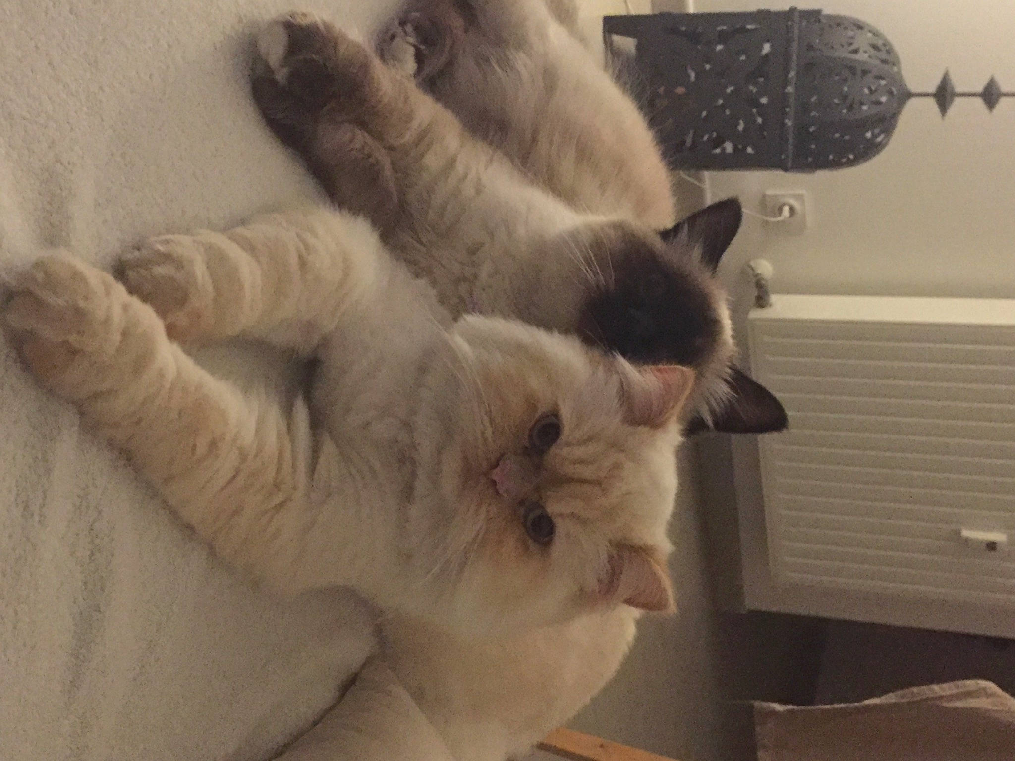 Mango participe au concours pour gagner de l'argent avec cette photo : canidae, carnivore, cat, claw, comfort, dog_breed, domestic_short_haired_cat, felidae, fur, gesture, nap, paw, small_to_medium_sized_cats, tail, terrestrial_animal, whiskers