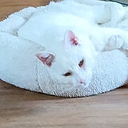 Halaska participe au concours pour gagner de l'argent avec cette photo : cat, white_cat, pet_bed, floor, wooden_floor, indoor, relaxed, sleepy, feline, animal, cozy, resting, fur, ears, paws, domestic_cat, mammal, cute, companionship, home