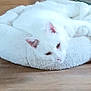 cat, white_cat, pet_bed, floor, wooden_floor, indoor, relaxed, sleepy, feline, animal, cozy, resting, fur, ears, paws, domestic_cat, mammal, cute, companionship, home