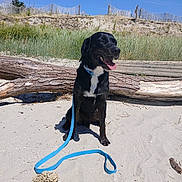 Olaf participe au concours pour gagner de l'argent avec cette photo : dog, black_dog, beach, sand, leash, collar, log, grass, dunes, sky, sunny, outdoor, pet, happy, tongue_out, nature, daytime, animal, sitting, canine
