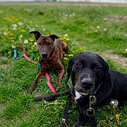 Jaya participe au concours pour gagner de l'argent avec cette photo : dog, black_dog, brown_dog, grass, dandelion, flower, leash, field, outdoor, nature, pet, canine, animal, collar, resting, lying_down, greenery, cloudy_sky, spring, closeup