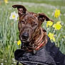 Jaya participe au concours pour gagner de l'argent avec cette photo : dog, brindle, coat, collar, outdoor, flower, daffodil, greenery, nature, pet, animal, field, spring, sunlight, portrait, ears, leash, garden, canine, grass