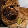 cat, ginger_cat, pet, animal, whiskers, paws, fur, ornament, golden, bell, closeup, indoor, relaxed, looking_away, soft_surface, cute, feline, domestic_animal, resting, cozy