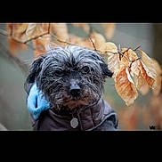 Coalie a rejoint le concours — aidez-le/la à gagner de superbes lots ! dog, animal, pet, outdoor, autumn, fall_leaves, brown, gray_fur, jacket, portrait, nature, leaf, seasonal, cute, canine, closeup, furry, weather, outdoors, expression