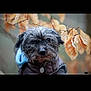 dog, animal, pet, outdoor, autumn, fall_leaves, brown, gray_fur, jacket, portrait, nature, leaf, seasonal, cute, canine, closeup, furry, weather, outdoors, expression