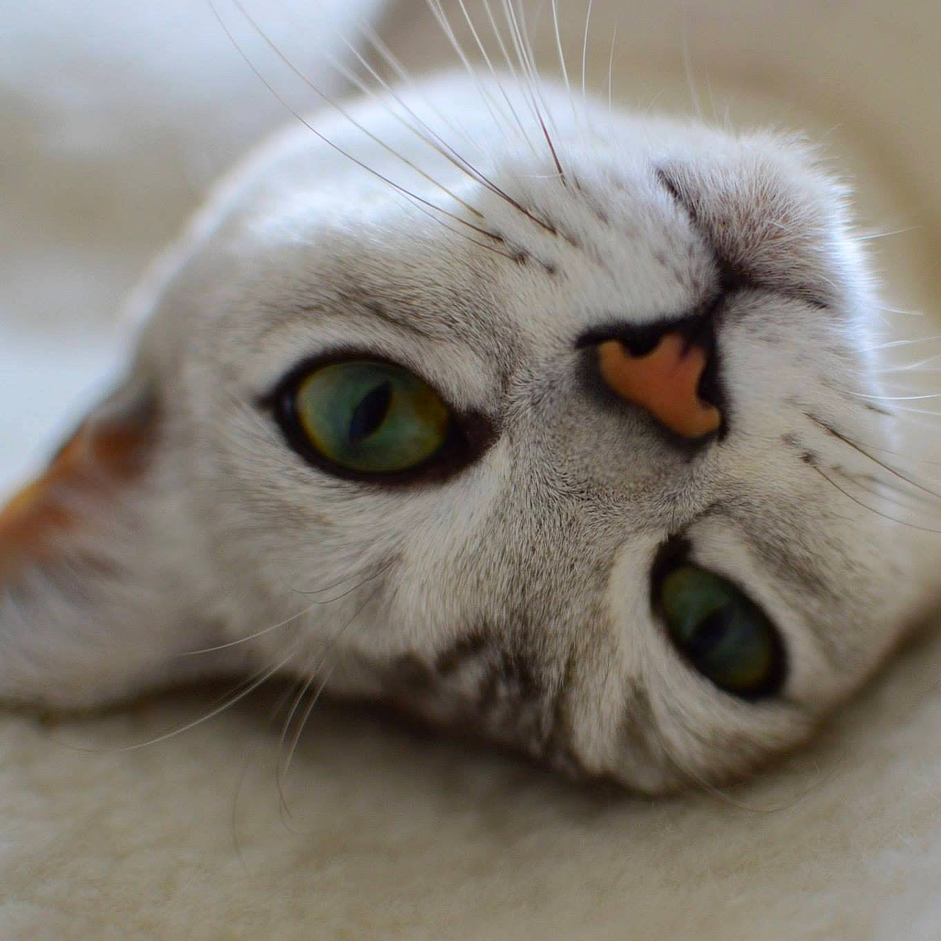 Jones joined the competition — help win amazing prizes! aegean_cat, asian, burmilla, carnivore, cat, close_up, european_shorthair, eye, felidae, fur, nose, scottish_fold, singapura, small_to_medium_sized_cats, snout, whiskers