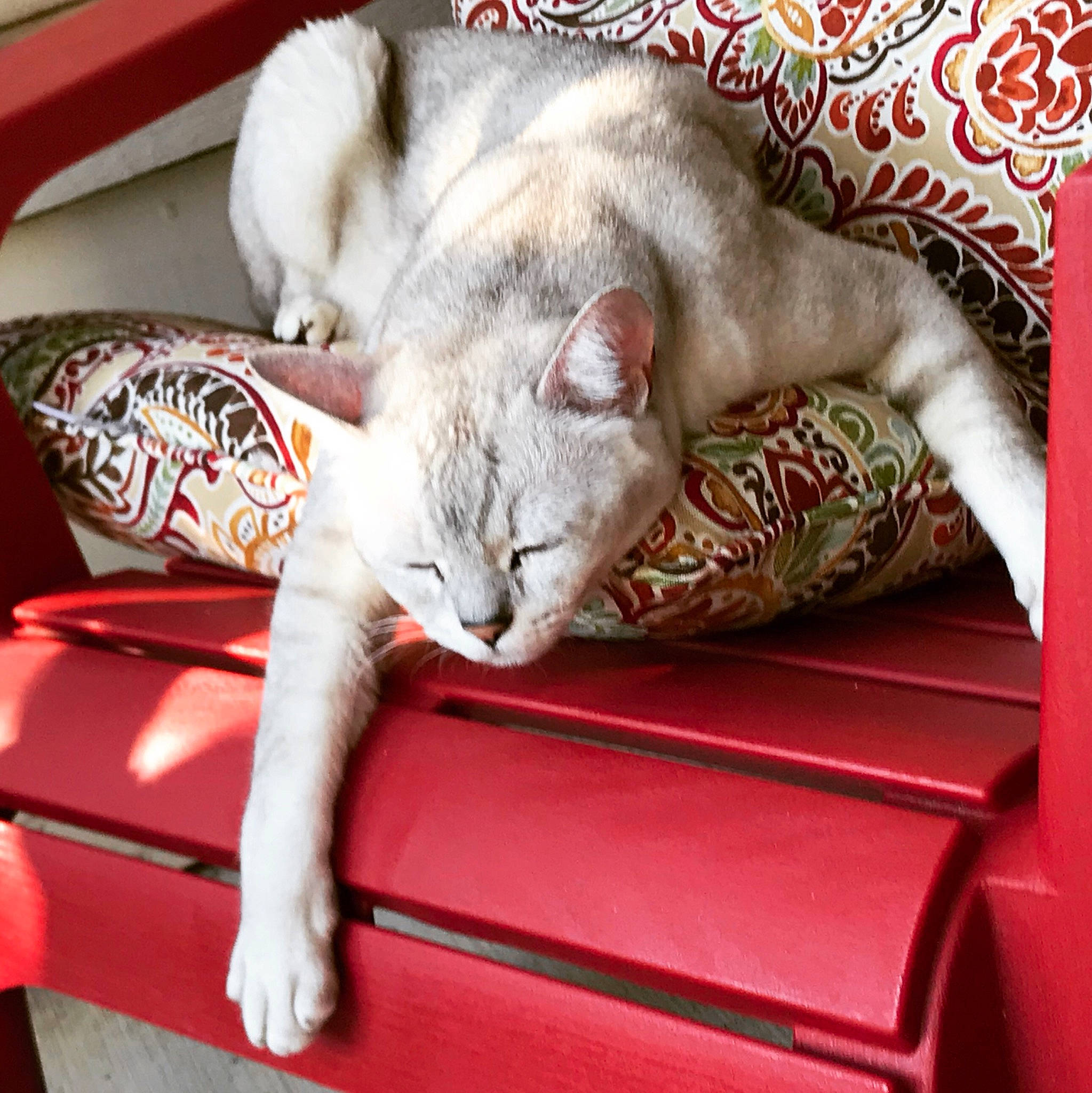 Jones joined the competition — help win amazing prizes! asian, burmilla, carnivore, cat, domestic_short_haired_cat, felidae, kitten, mammal, nap, paw, singapura, small_to_medium_sized_cats, whiskers
