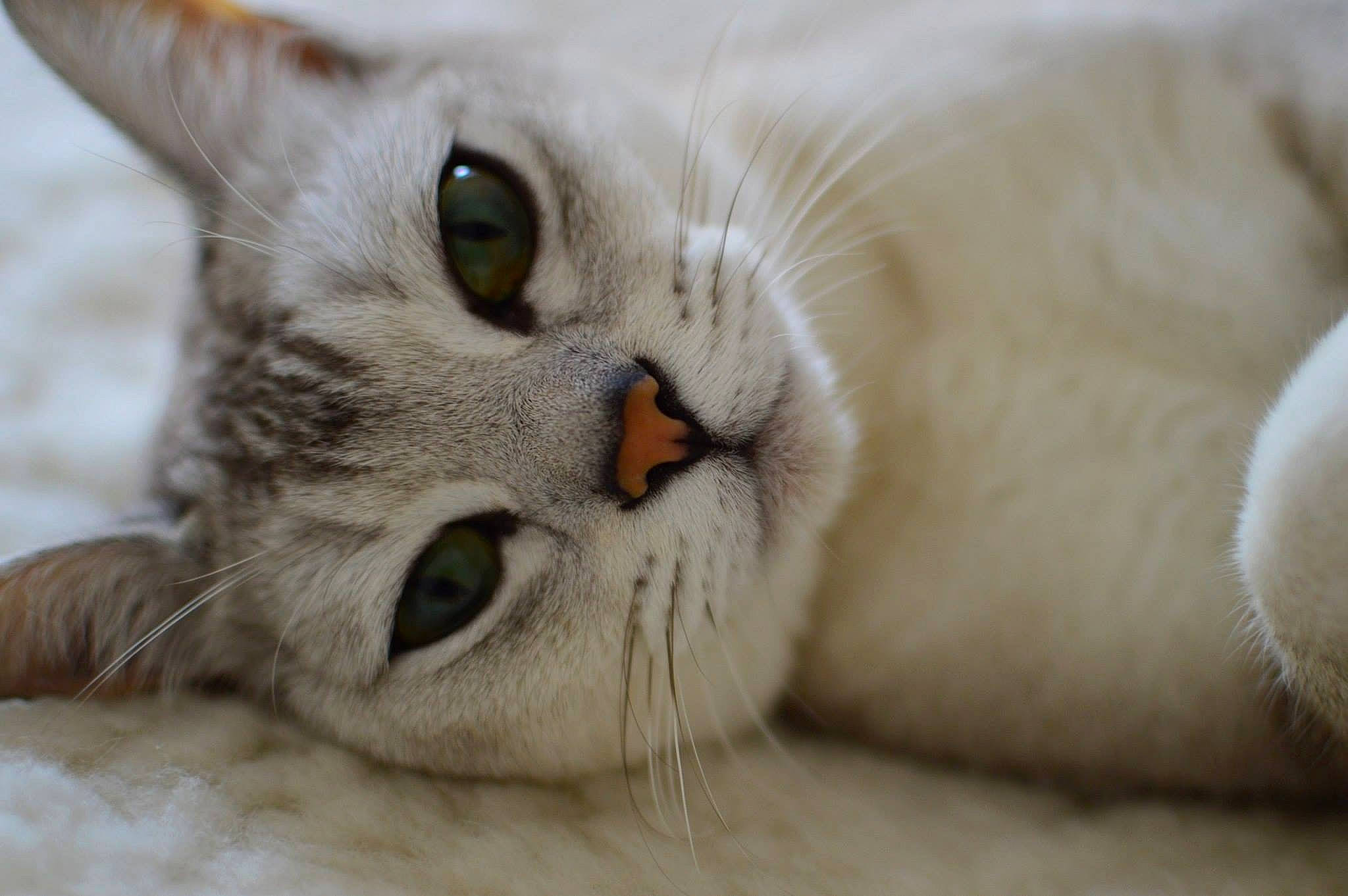 Jones is registered to the contest to win money with this photo: aegean_cat, asian, australian_mist, british_semi_longhair, burmilla, carnivore, cat, close_up, domestic_short_haired_cat, european_shorthair, eye, felidae, fur, mammal, nose, ojos_azules, singapura, small_to_medium_sized_cats, snout, whiskers