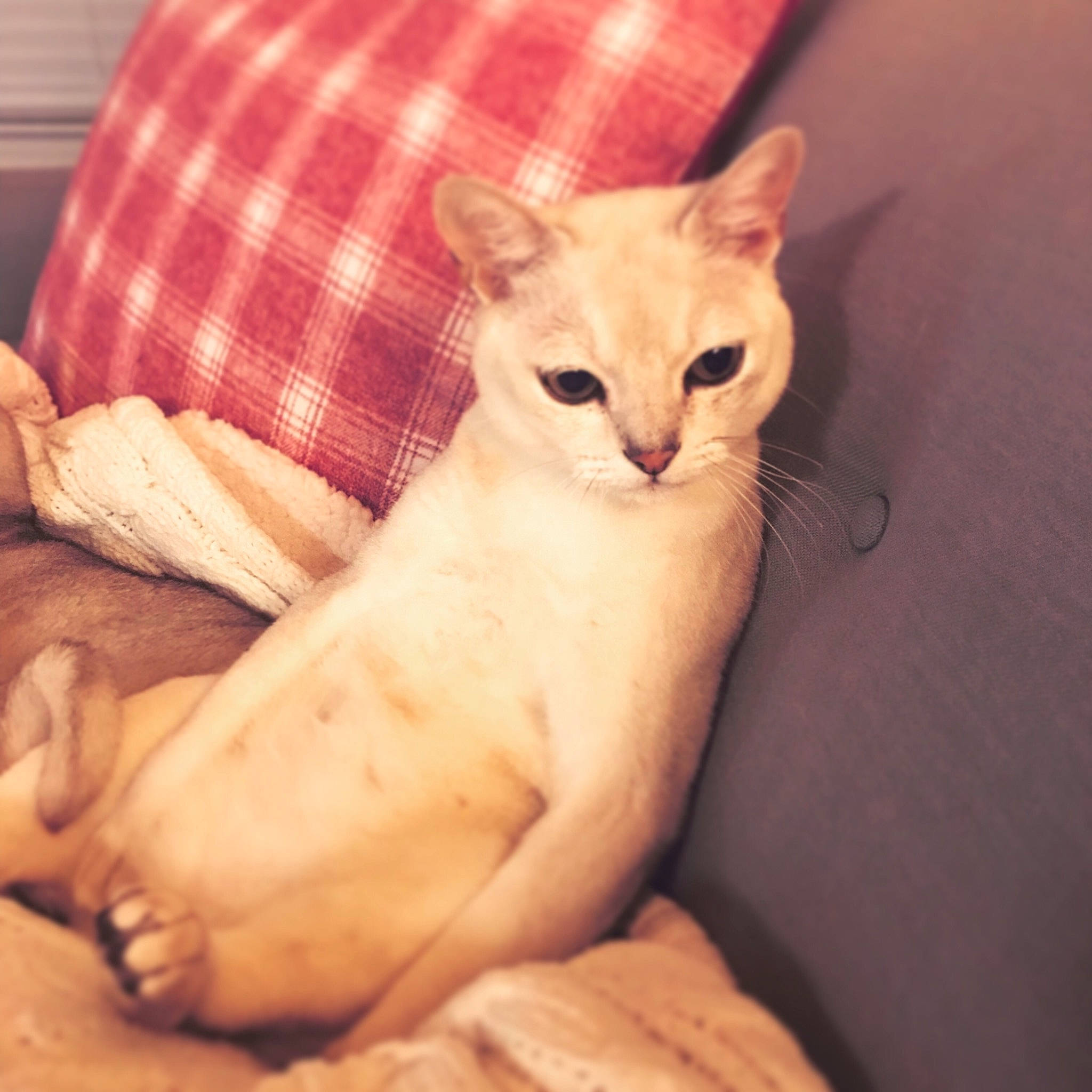 Ftse joined the competition — help win amazing prizes! arabian_mau, asian, burmilla, carnivore, cat, colorpoint_shorthair, fawn, felidae, kitten, mammal, singapura, small_to_medium_sized_cats, tail, tonkinese, whiskers