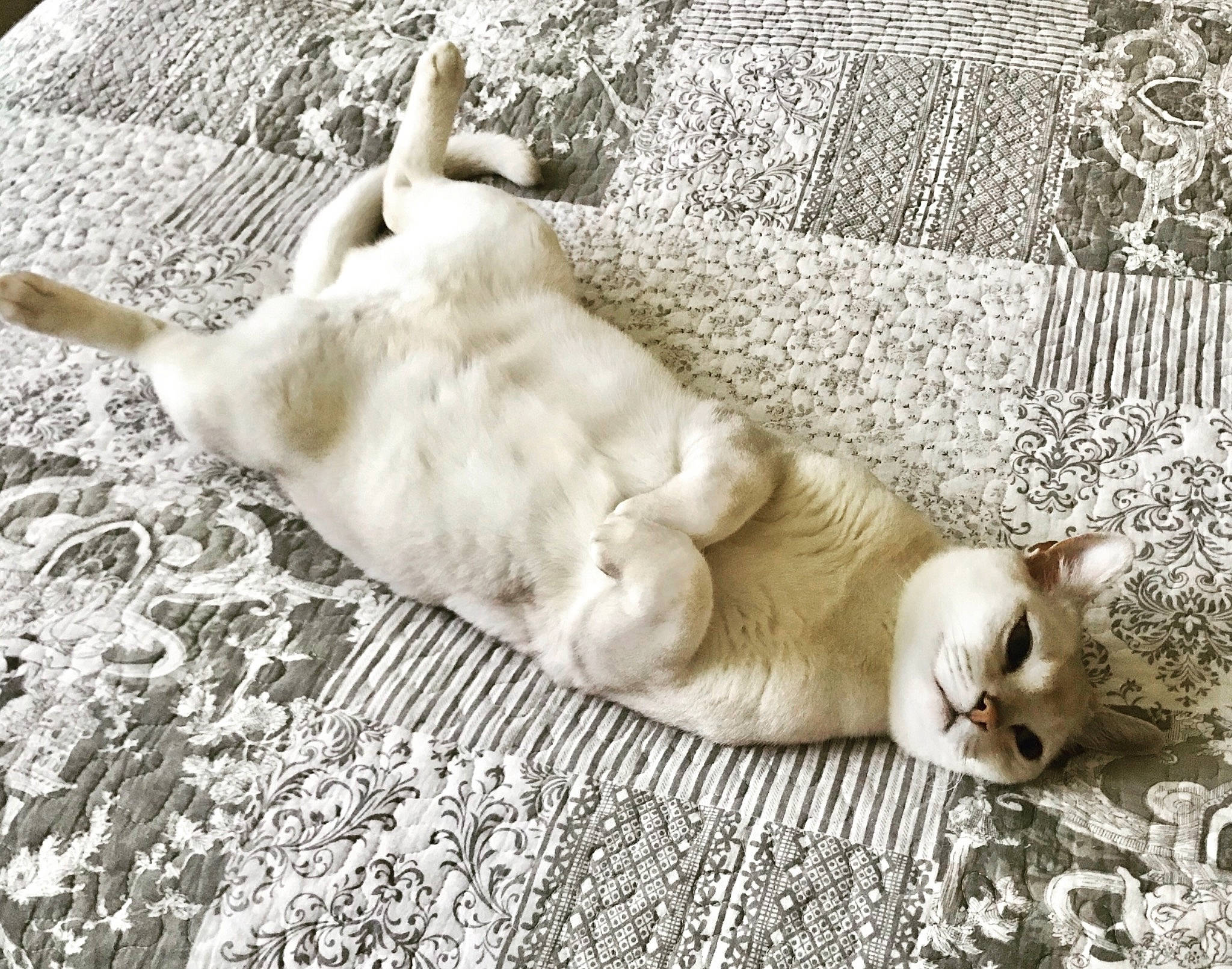 Ftse joined the competition — help win amazing prizes! canidae, carnivore, cat, companion_dog, dog, dog_breed, fawn, felidae, labrador_retriever, nap, paw, puppy, retriever, sleep, small_to_medium_sized_cats, sporting_group, tail