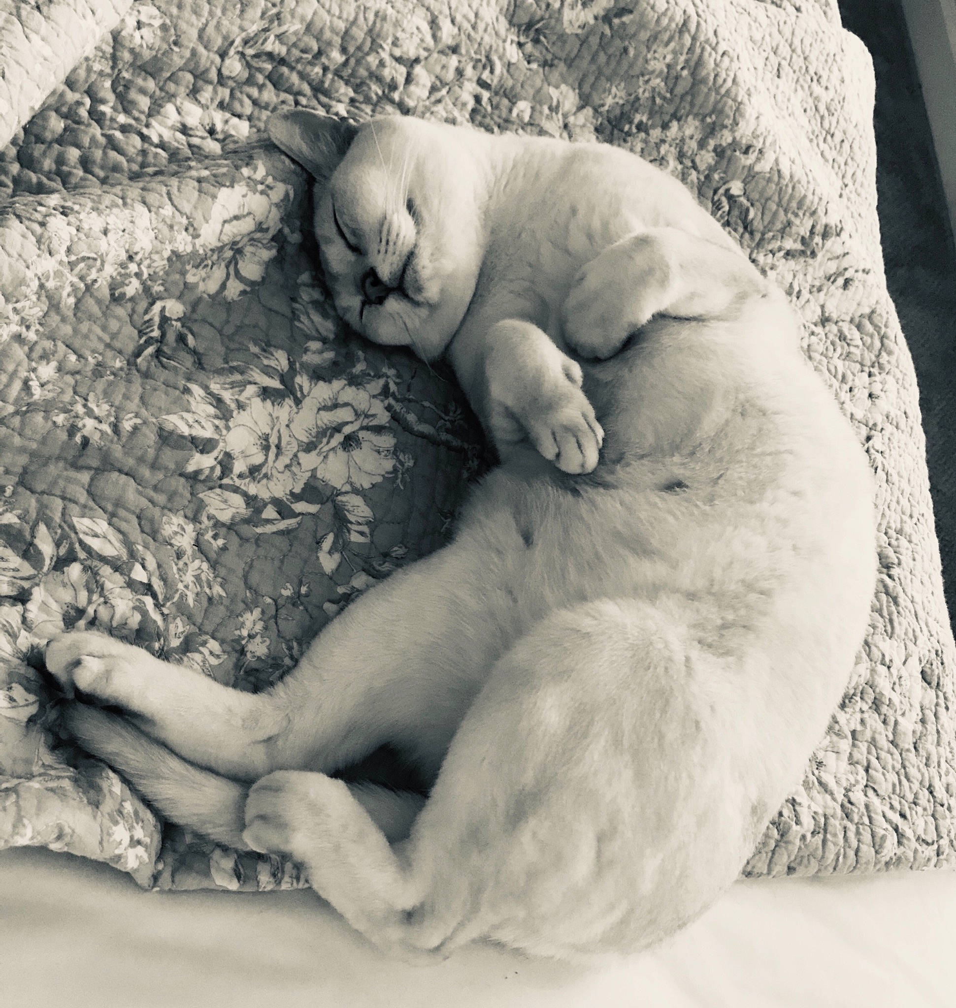 Ftse joined the competition — help win amazing prizes! canidae, carnivore, cat, comfort, companion_dog, fawn, felidae, nap, paw, photography, puppy_love, sleep