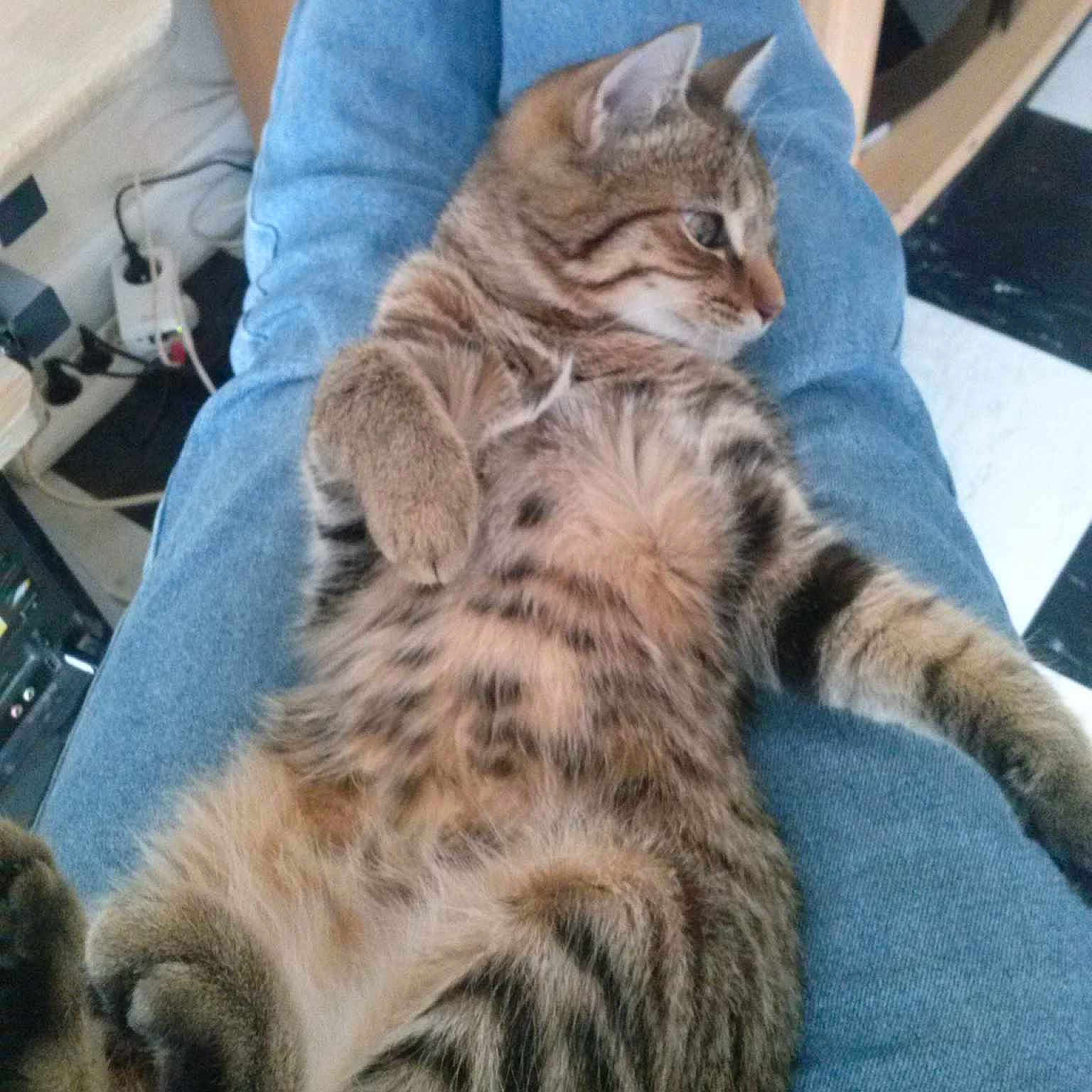 Kitty