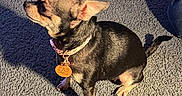 Monkey is registered to the contest to win money with this photo: dog, chihuahua, pet, indoor, carpet, collar, tag, shadow, small_dog, black_fur, tan_fur, sitting, side_view, sunlight, texture, animal, domestic, cute, companion, floor