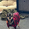 dog, small_dog, chihuahua, pet, indoor, carpet, blanket, pet_bed, furniture, red_sweater, plaid, cute, animal, standing, looking, cozy, home, domestic, canine, fur