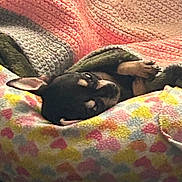 Monkey joined the competition — help win amazing prizes! dog, blanket, colorful, heart_pattern, cozy, snuggled, sleeping, pet, animal, cute, indoor, soft, texture, warm, resting, fur, small_dog, comfort, relaxing, bed