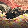 dog, blanket, colorful, heart_pattern, cozy, snuggled, sleeping, pet, animal, cute, indoor, soft, texture, warm, resting, fur, small_dog, comfort, relaxing, bed