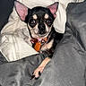 dog, chihuahua, pet, blanket, cozy, black_and_tan, small_dog, animal, indoor, cute, fur, ears, collar, paw, resting, looking, alert, bed, snug, companion