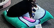 Monkey is registered to the contest to win money with this photo: animal, black_dog, carpet, chihuahua, companion, cozy, cute, dog, dog_collar, floor, food_bowl, home, indoor, looking, pet, pet_bed, pillow, sitting, small_dog, tan_dog