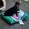 dog, chihuahua, pet, indoor, carpet, pillow, small_dog, black_dog, tan_dog, pet_bed, dog_collar, food_bowl, floor, cute, looking, sitting, animal, cozy, home, companion