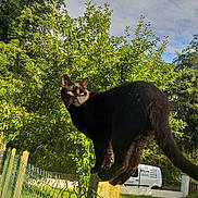 Pito participe au concours pour gagner de l'argent avec cette photo : animal, black_cat, cat, daylight, ears, fence, grass, greenery, mammal, nature, outdoor, pet, post, sky, sunlight, tail, trees, van, vehicle, whiskers