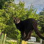 animal, black_cat, cat, daylight, ears, fence, grass, greenery, mammal, nature, outdoor, pet, post, sky, sunlight, tail, trees, van, vehicle, whiskers
