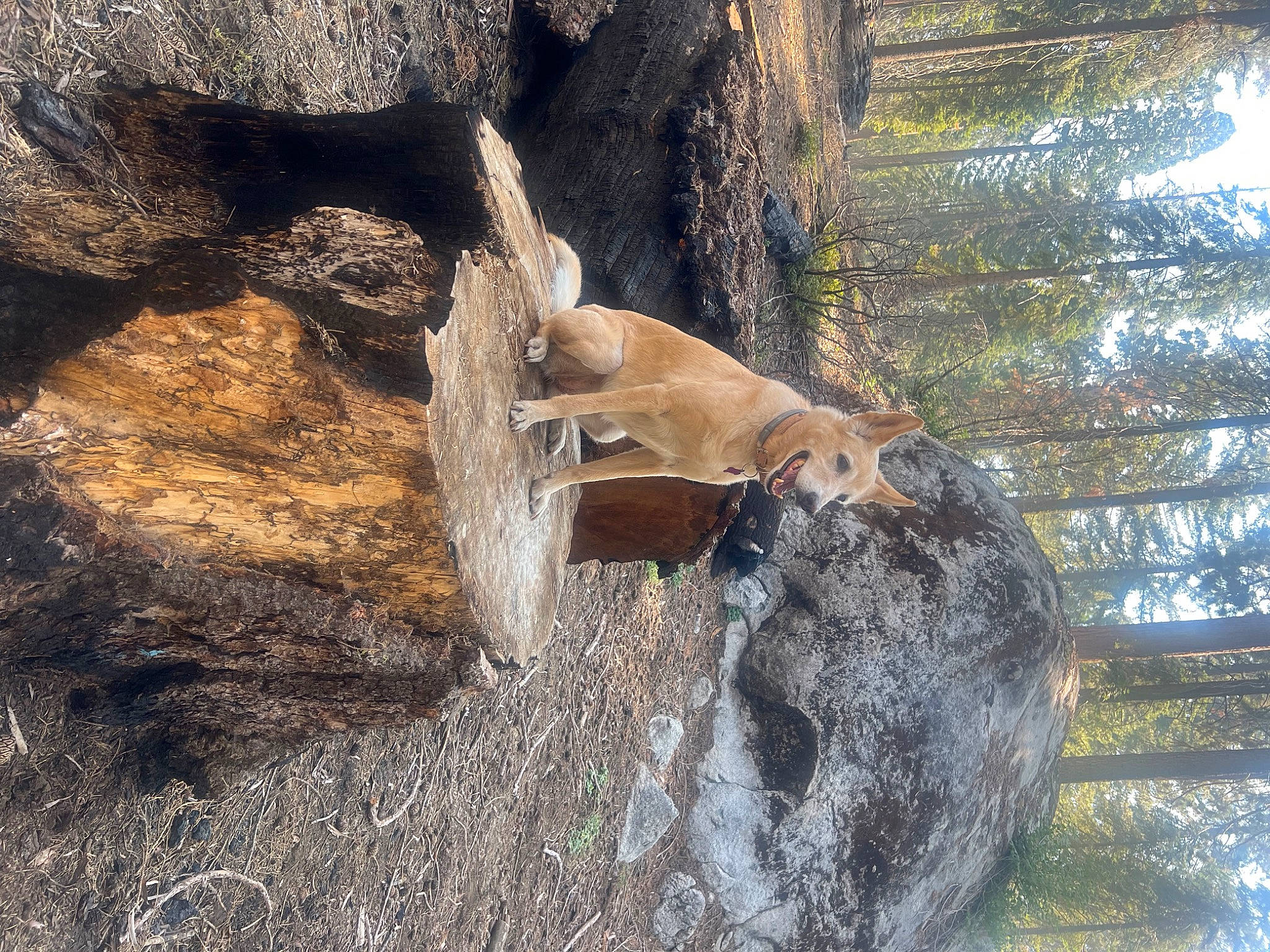 Snow joined the competition — help win amazing prizes! antelope, bedrock, canidae, carnivore, deer, fawn, felidae, fur, grass, landscape, lion, marsupial, plant, rock, tail, terrestrial_animal, tree, trunk, wildlife, wood