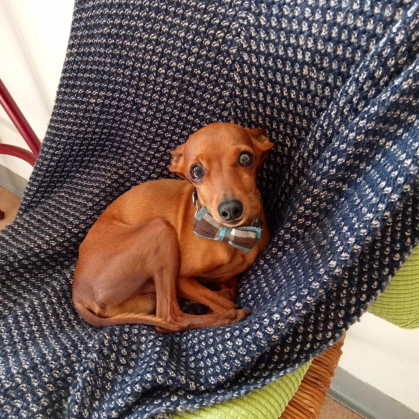 Nuky participe au concours pour gagner de l'argent avec cette photo : dog, small_dog, bow_tie, brown_dog, blanket, chair, indoor, pet, cute, animal, fur, looking_up, cozy, textured_blanket, resting, paw, ears, nose, floor, furniture