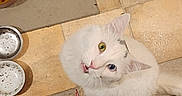 Gus is registered to the contest to win money with this photo: cat, white_cat, fluffy, pet, animal, face, eyes, whiskers, indoors, kitchen, tile_floor, food_bowls, cat_food, pet_feeding, mat, rug, sock, human_leg, looking_up, portrait