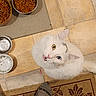 cat, white_cat, fluffy, pet, animal, face, eyes, whiskers, indoors, kitchen, tile_floor, food_bowls, cat_food, pet_feeding, mat, rug, sock, human_leg, looking_up, portrait