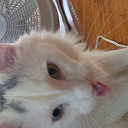 Gus is registered to the contest to win money with this photo: cat, white_cat, ginger_cat, fluffy, fur, whiskers, pink_nose, blue_eyes, pet, animal, closeup, portrait, lying_down, indoor, wood_paneling, box_fan, electrical_cord, home, cute, playful