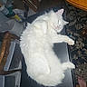 cat, white_cat, fluffy, sleeping, relaxed, lying_down, indoor, home, table, furniture, chair, rug, carpet, household_objects, white_fur, pink_nose, pet, animal, portrait, flash_photography